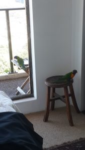 lorikeets-no-1