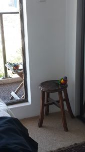 lorikeets-no-2