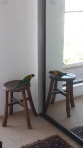 lorikeets-no-3